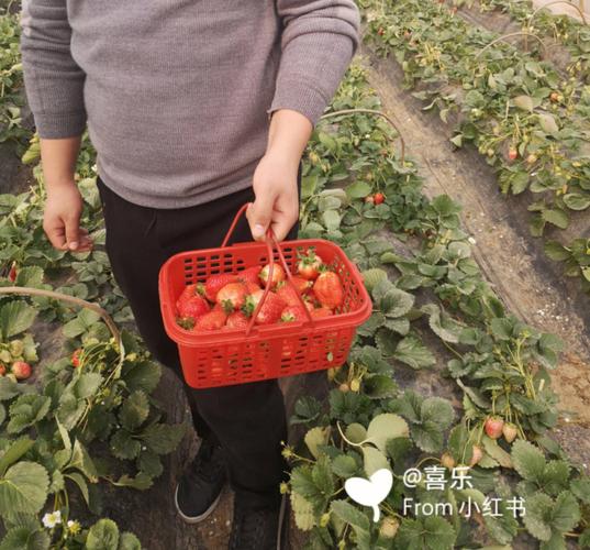 藁城哪里摘草莓多少钱